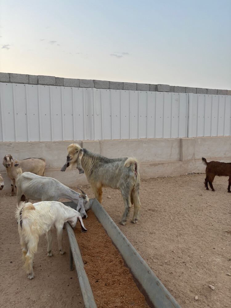 للبيع ٣ ماعز عوارض و٣ سخال وفحل - 2