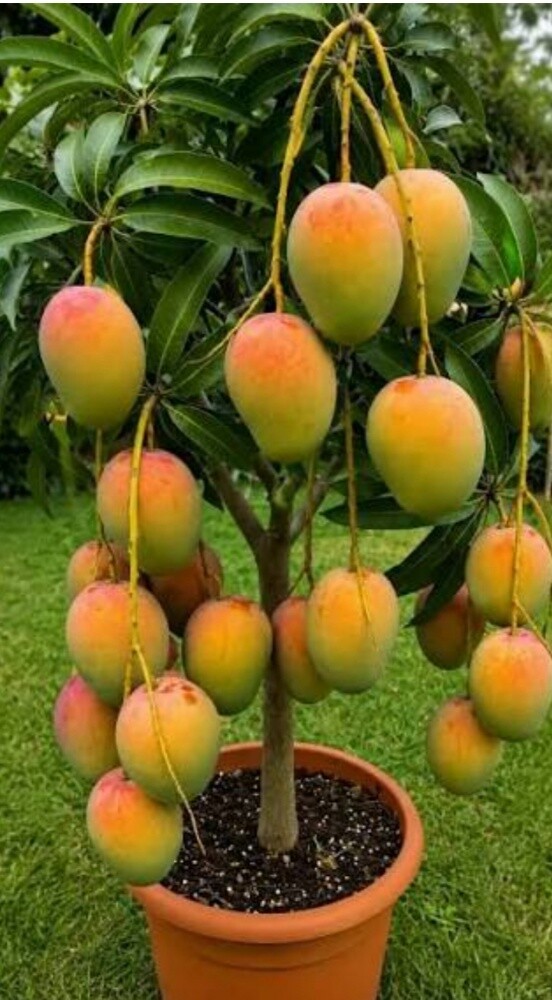جميع انواع الاشجار المثمره - 1