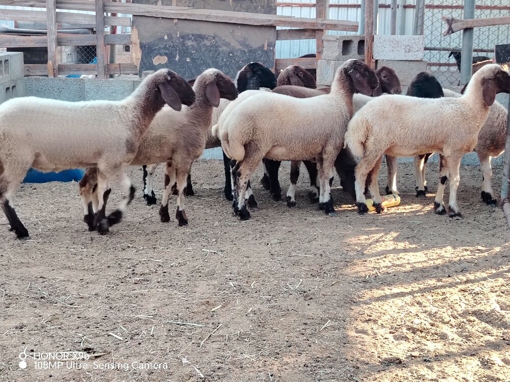 رخال سوريه بلديه  مطعمه تحت الفحل - 2