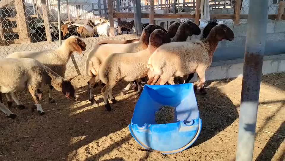 رخال سوريه بلديه  مطعمه تحت الفحل - 1