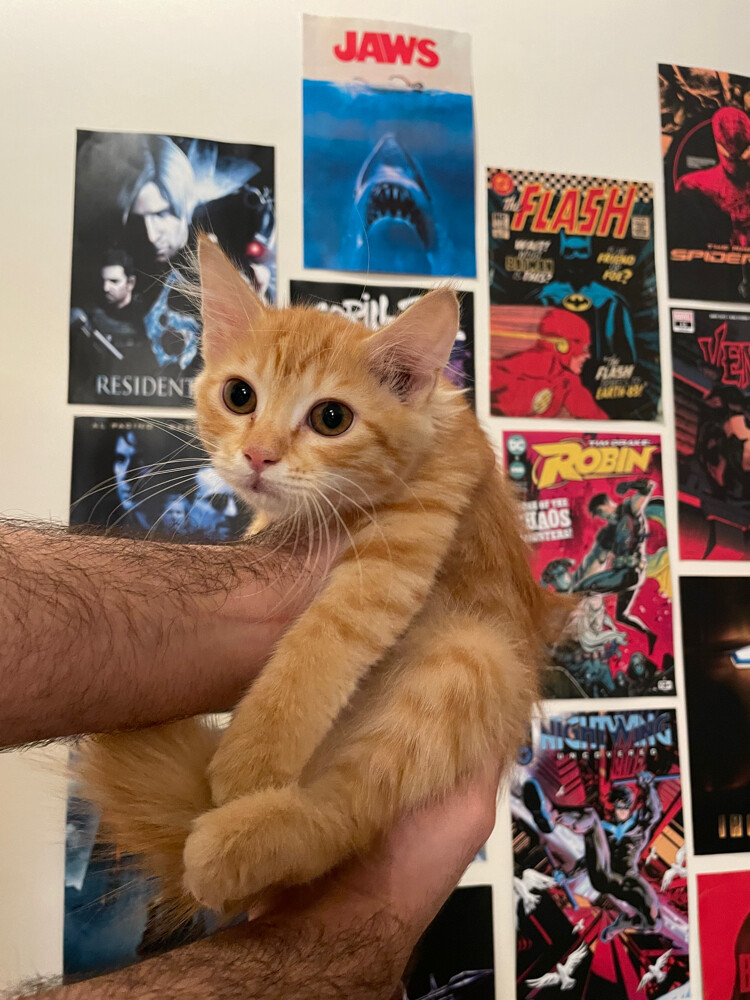 2 Orange Fluffy kittens  - 1