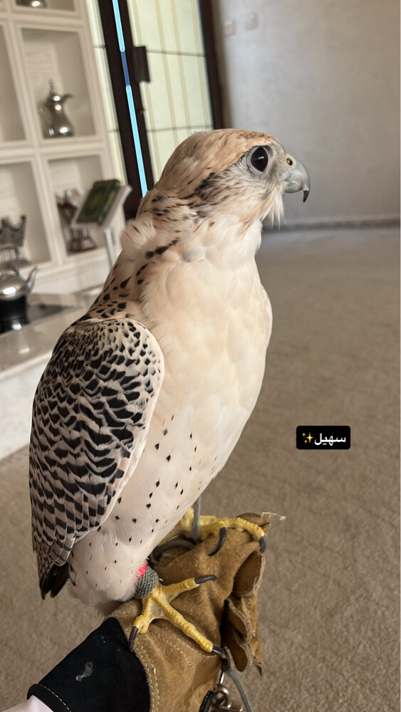 للبيع - 1