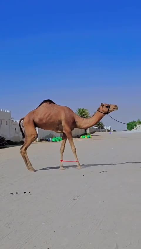 عشرا باطنيةفاردين سليمت البروسلا - 1