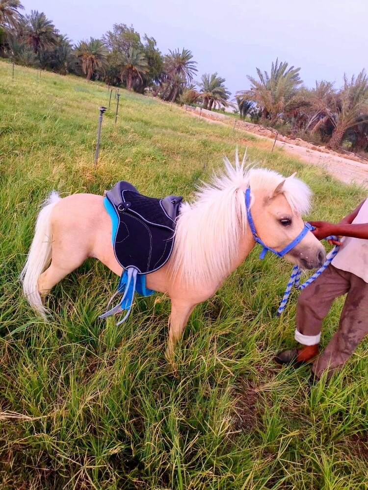 للبيع فحل نادر باليمينو - 1