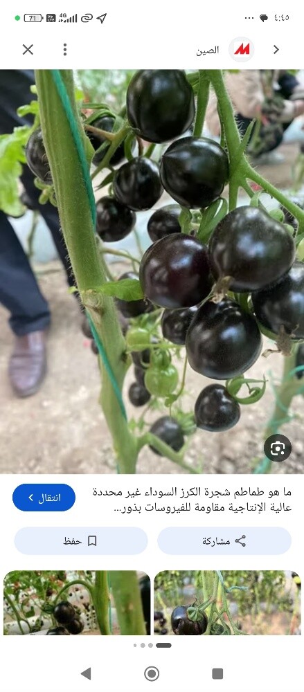 تاهيل المزارع لزراعه الخضروات وال - 3
