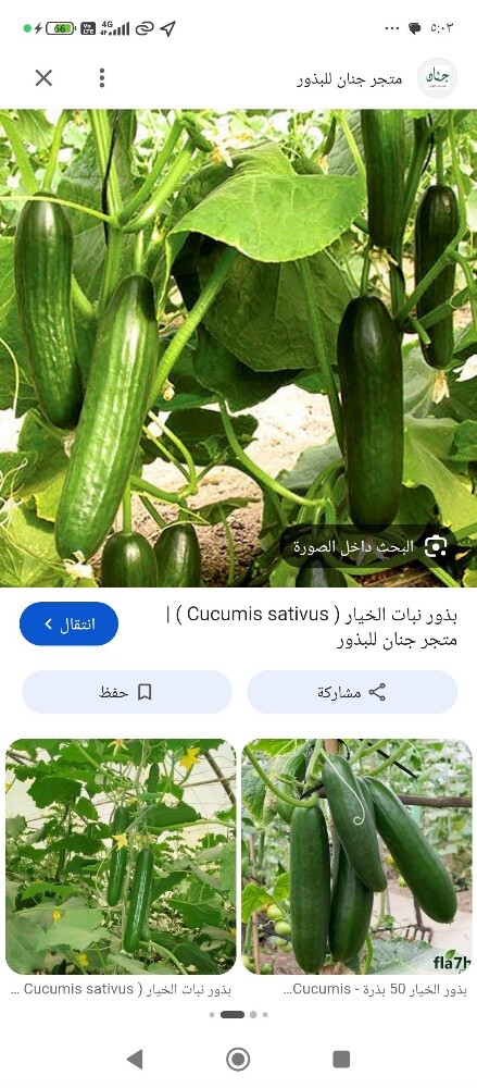زراعه جميع الخضروات - 1