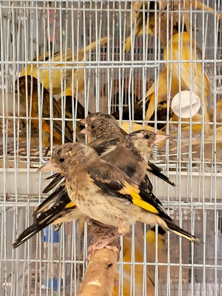 حسون - 2