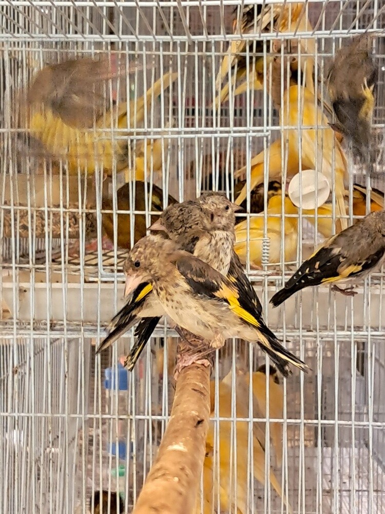 حسون - 1