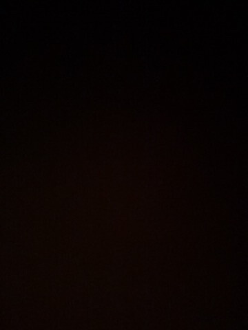ابغي قط ذكر للزواج فقط - 1