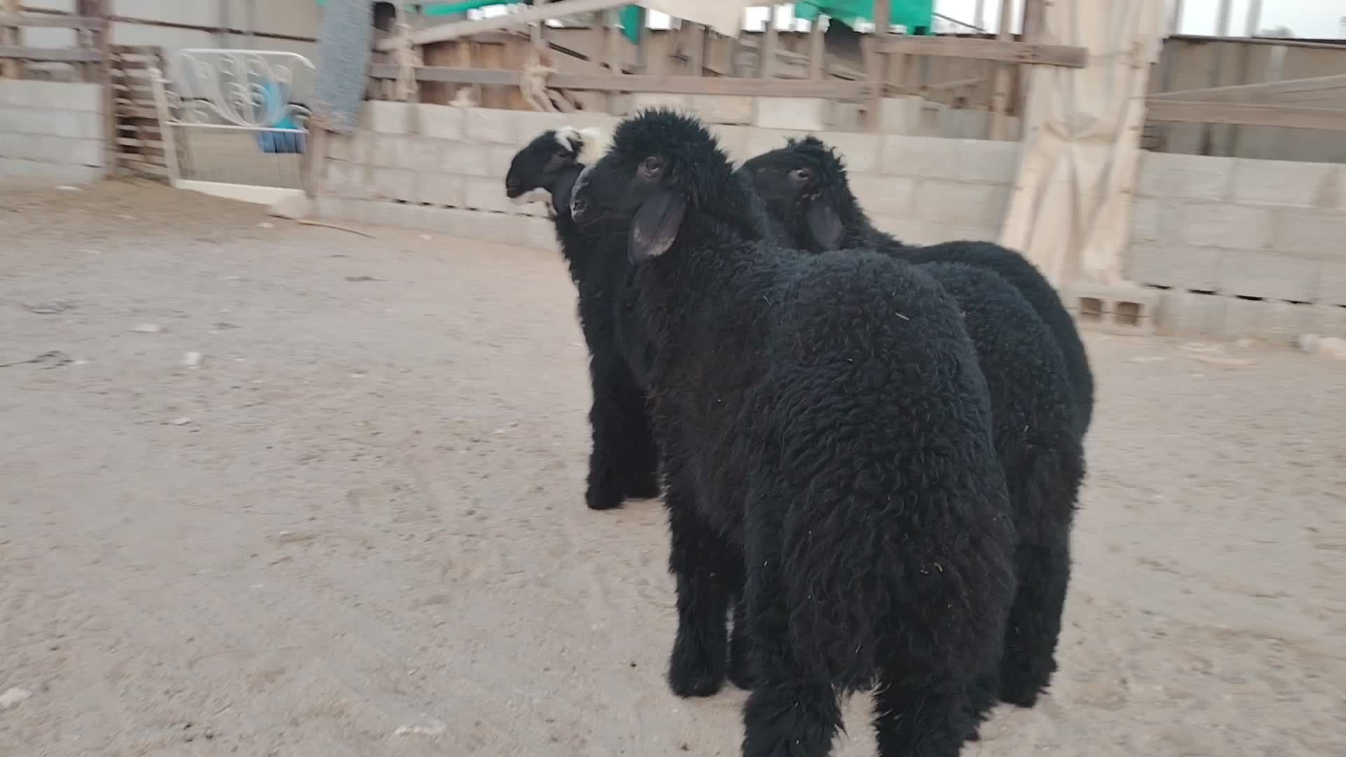 طليان عرب بلديه طيبه وسمينه وكافي - 1