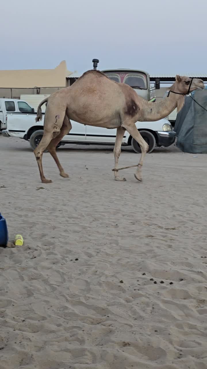 عمانيه عشراء - 1