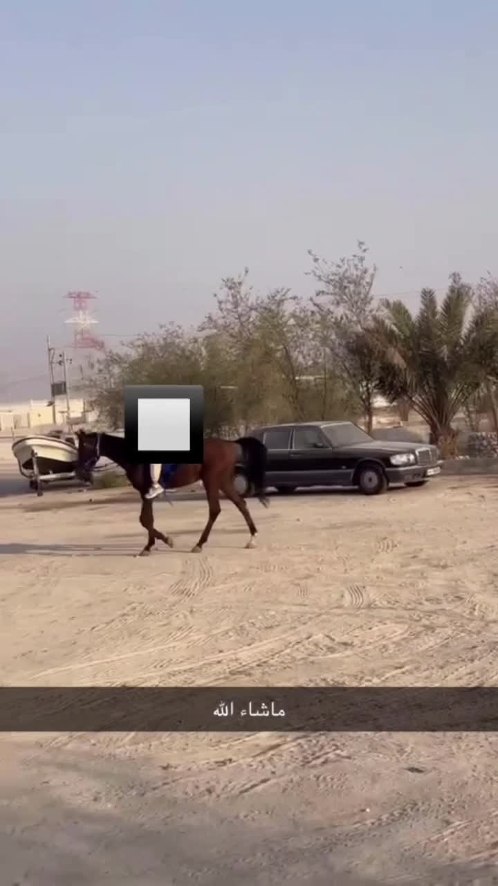 حصان عربي للبيع - 3