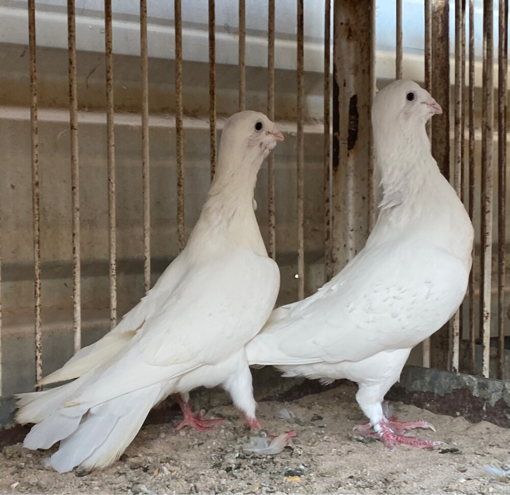جوز ريحاني أبيض صك - 4