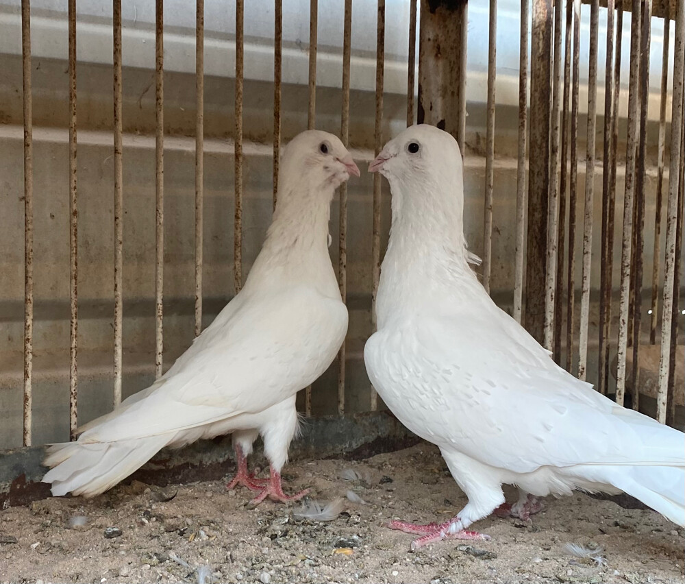 جوز ريحاني أبيض صك - 3