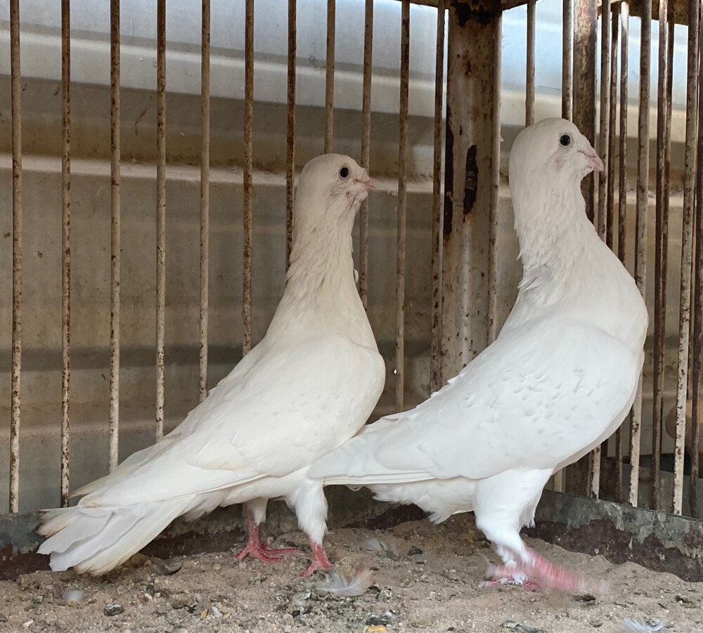 جوز ريحاني أبيض صك - 2