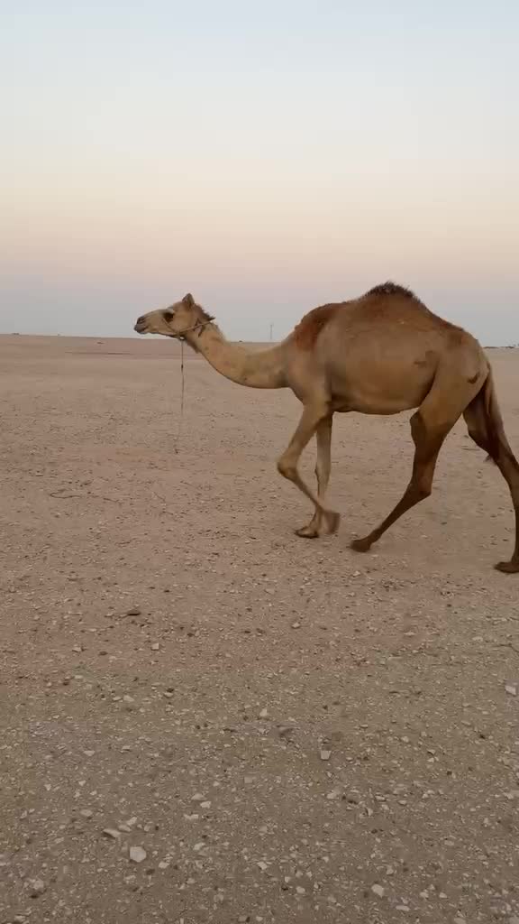 للبيع جذعه طيبه - 2