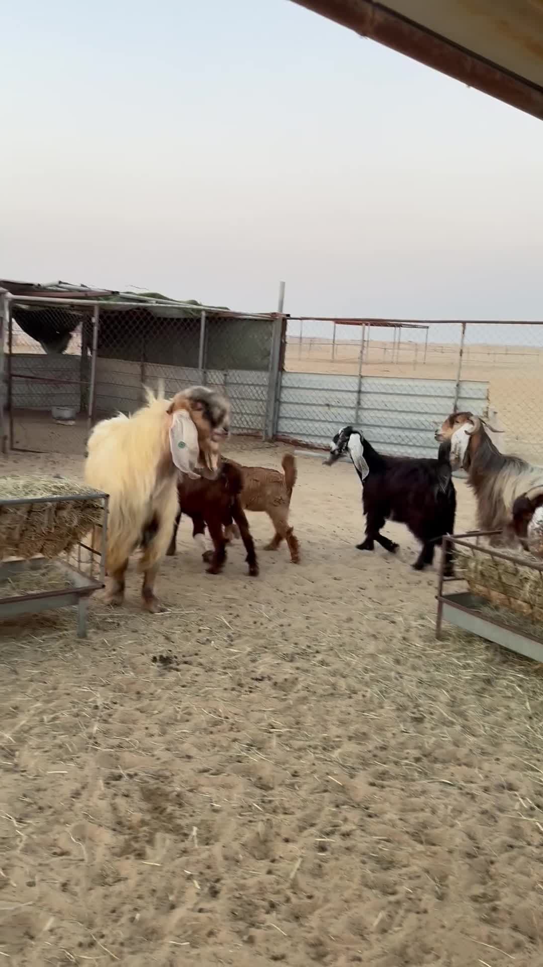 للبيع معزا بفحلها - 1