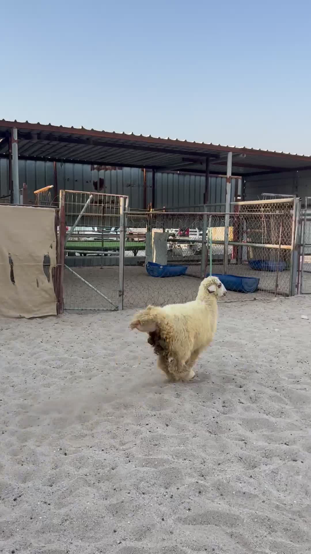 طلي بلدي فل الفل - 1