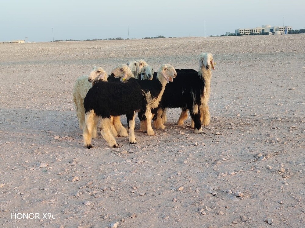 اللبيع رخال نجد طيبة درجة اولى - 4