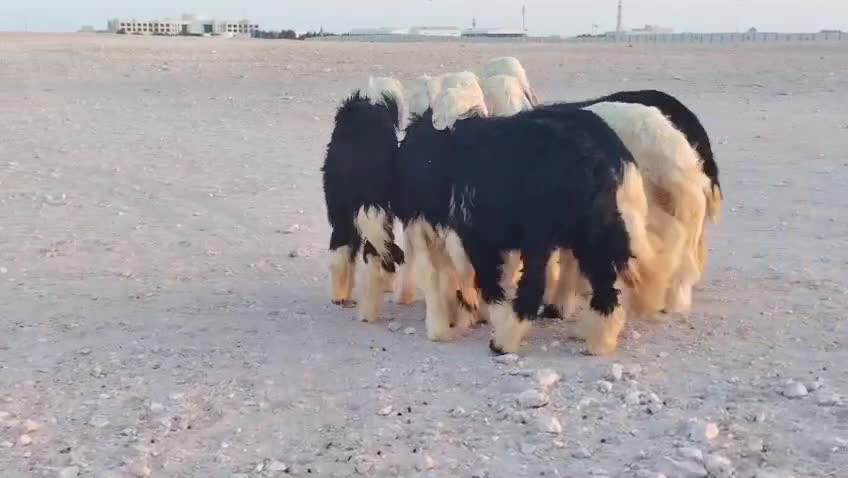 اللبيع رخال نجد طيبة درجة اولى - 6