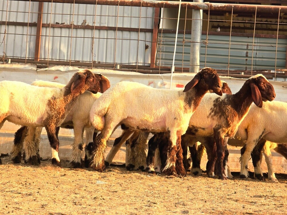 مطلوب شويهات سوريه وغنم بربر - 1