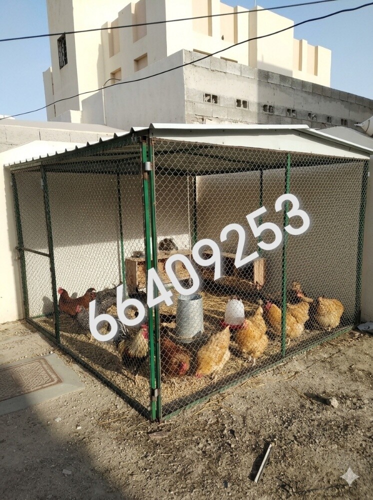 دجاج حوخ - 1