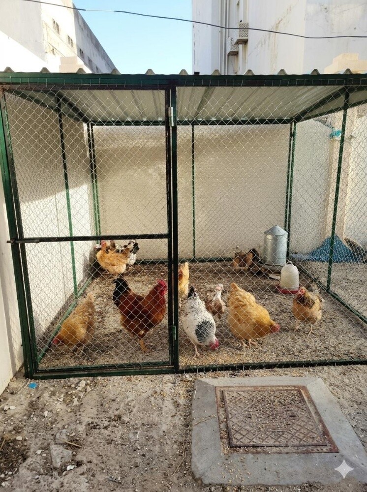 دجاج حوخ - 2
