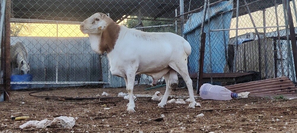 للبيع فحل بربري طيب - 3