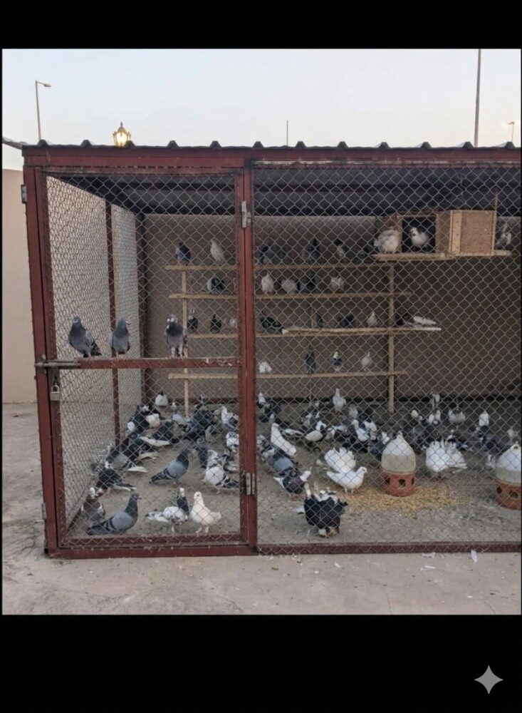 الحماما قفاص=٧*/53 - 2
