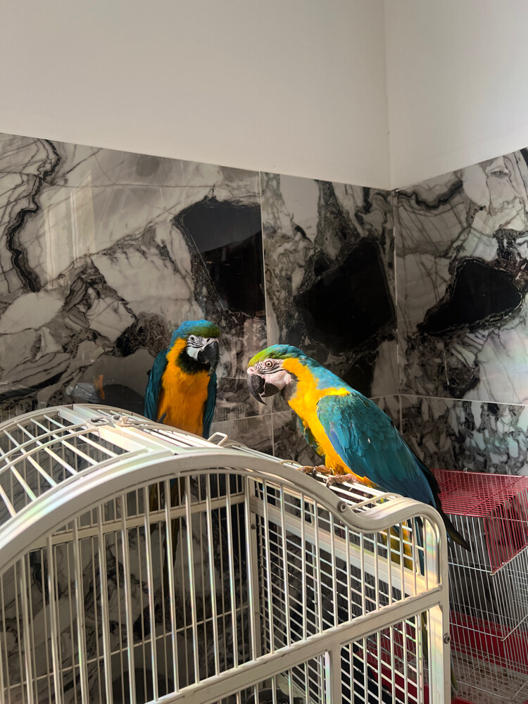 pair macaw - 1