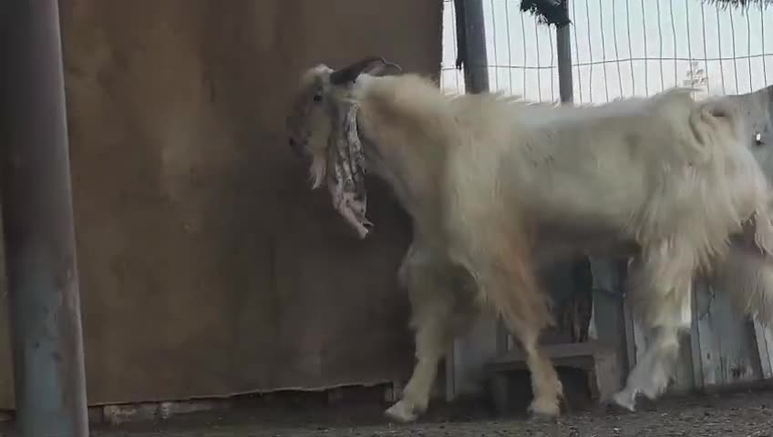 للبيع فحل عارضي أبيض شرط بقرع - 1