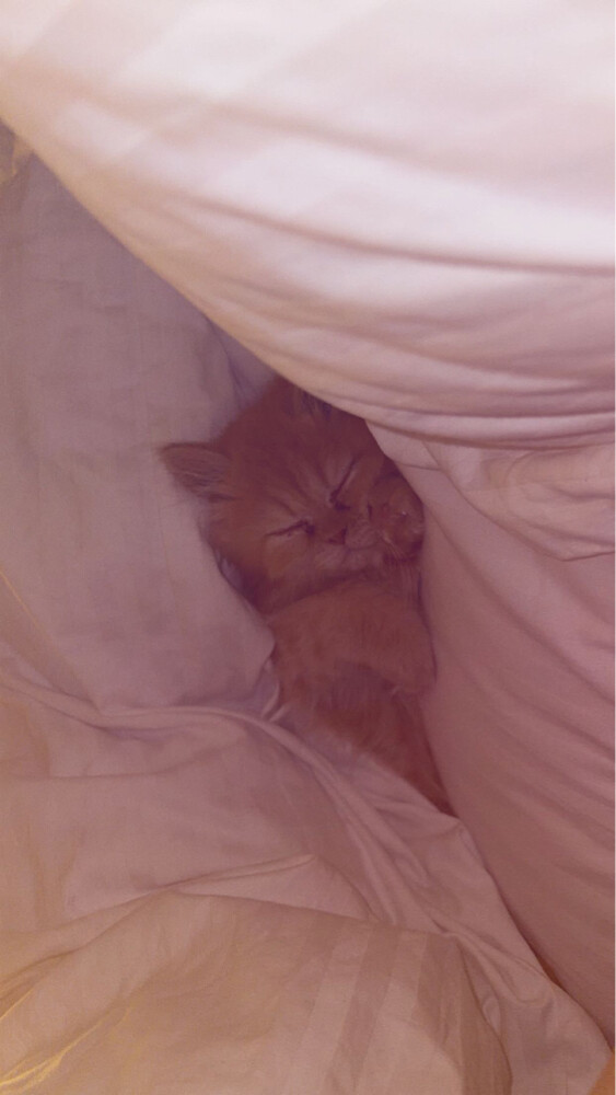 Persian Kitten for Sale - 3