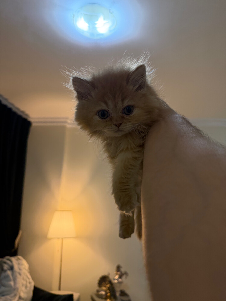 Persian Kitten for Sale - 2