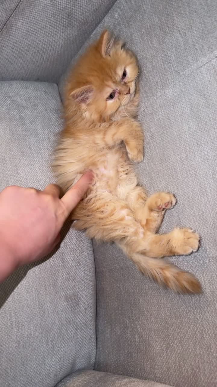 Persian Kitten for Sale - 4