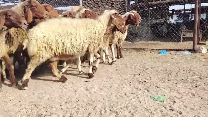 شويهات دفيع ومقرعات الفحل م معاهن - 1