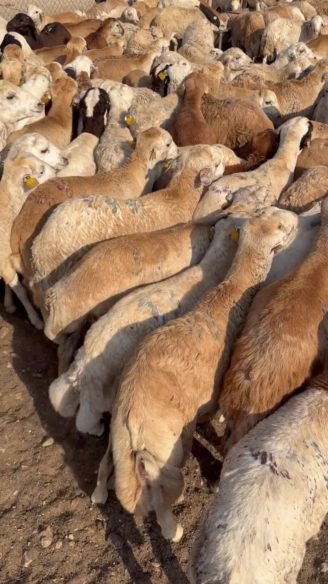 خرفان رفيديه  - 1