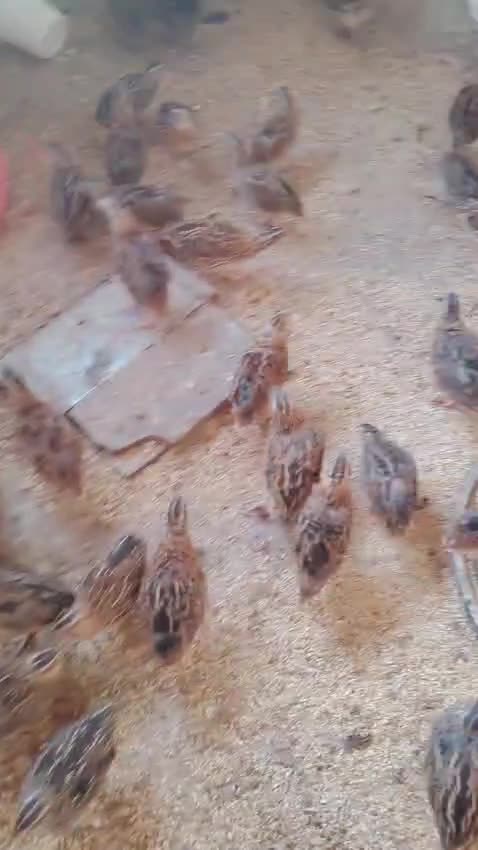 سمان فرى سمين - 1