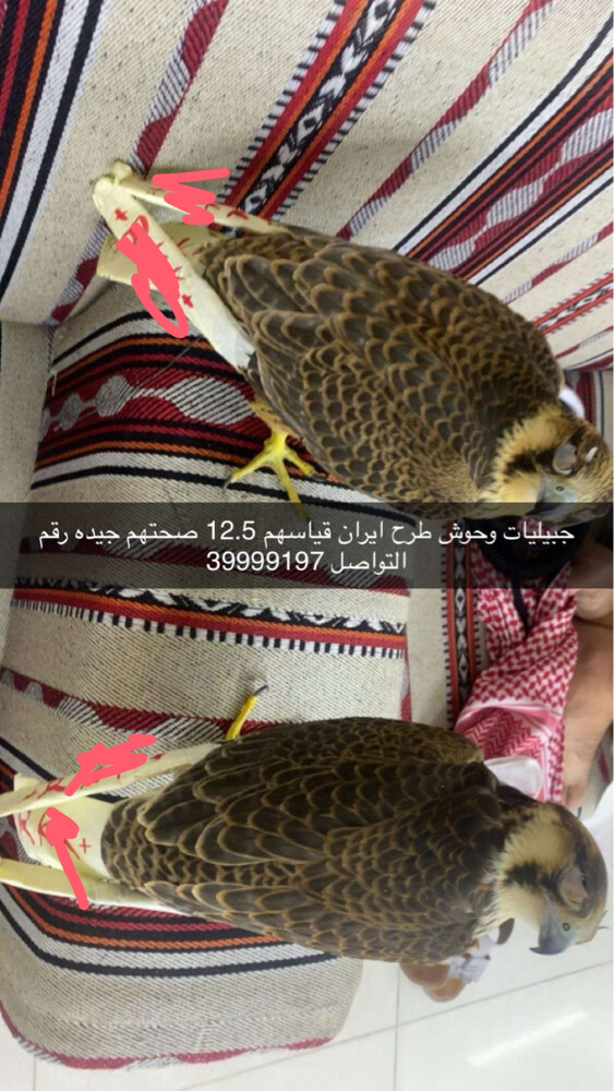 جبيليات وحوش  - 1