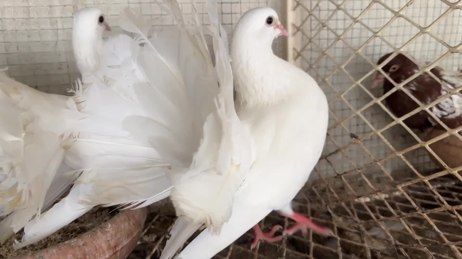 Funtail breeding pair - 2