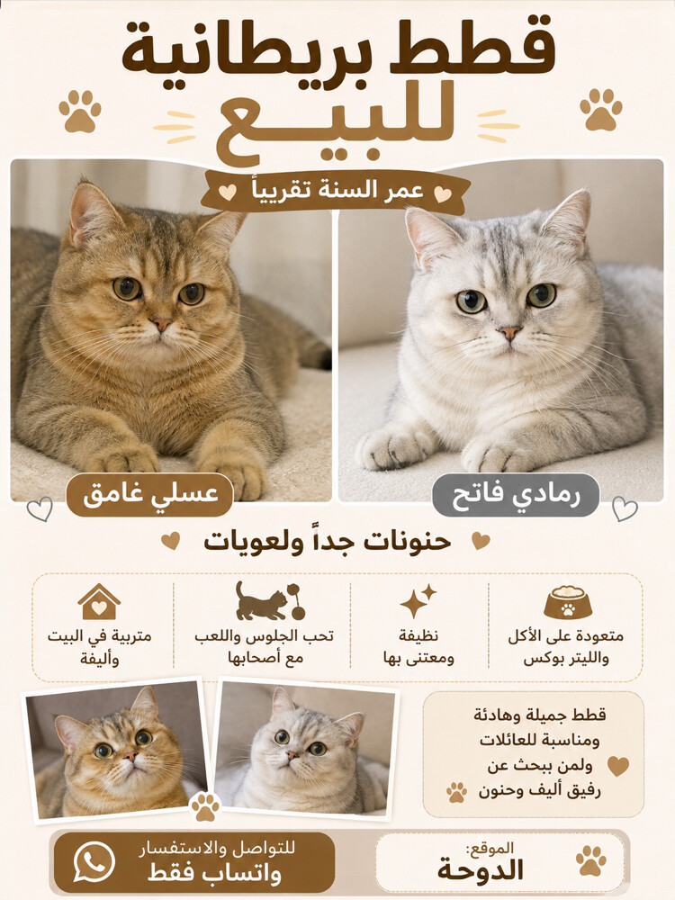 قطط للبيع  - 8