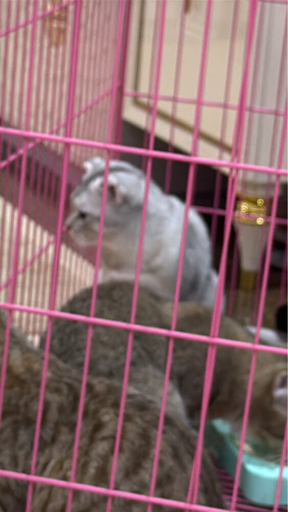 قطط للبيع  - 3
