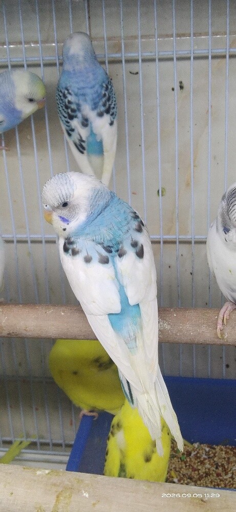 A budge - 2
