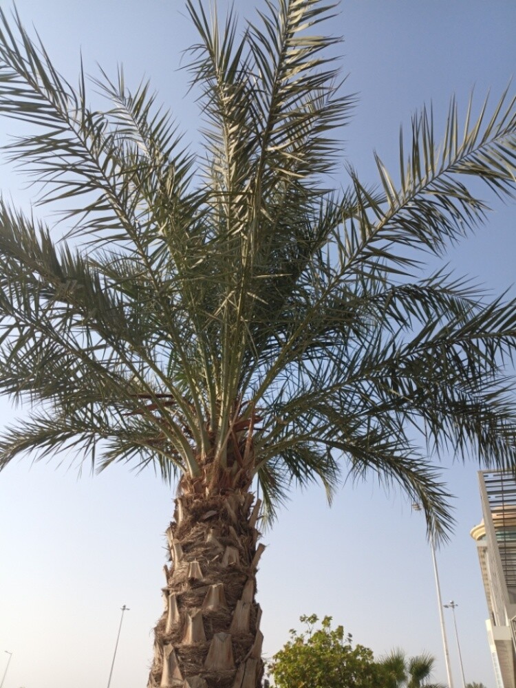 مزرعة للببع - 2