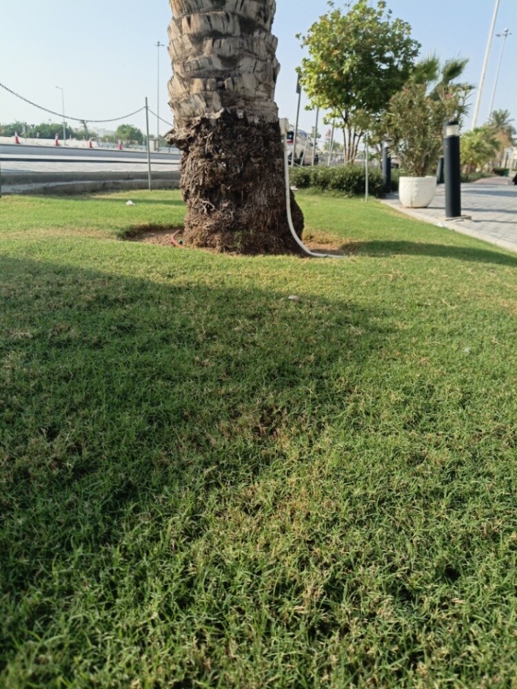 مزرعة للببع - 1