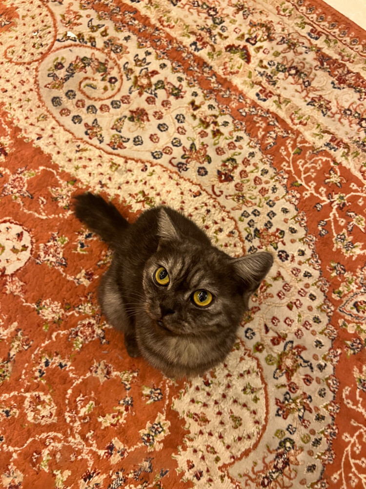 Cat for adoption - 2