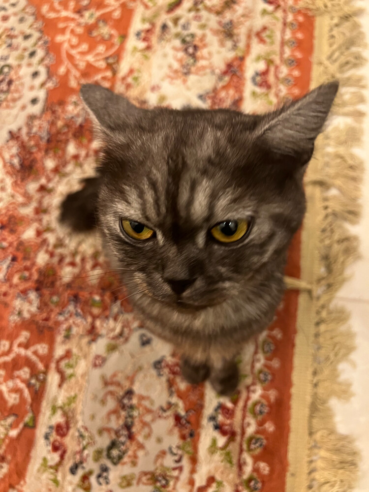 Cat for adoption - 3