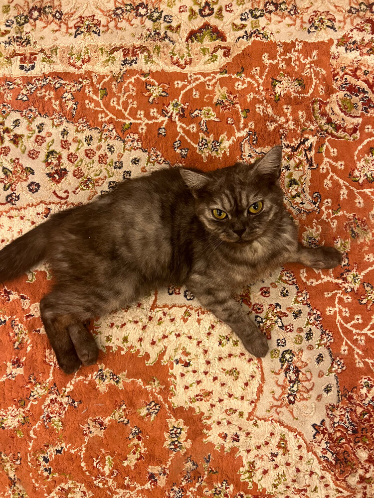 Cat for adoption - 1
