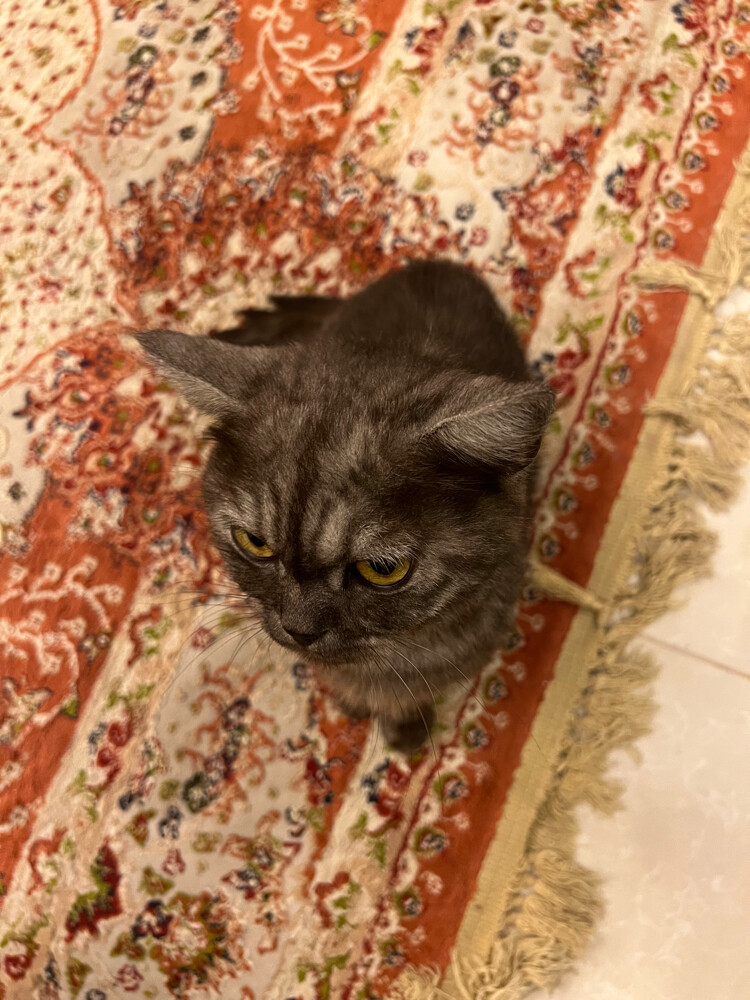 Cat for adoption - 4
