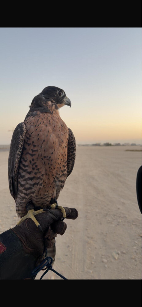 جير بريرا قرناس رابع ميوز فالكون - 2