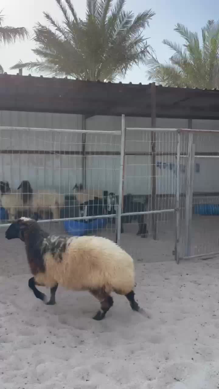 شوهات طيبه سوريه - 1